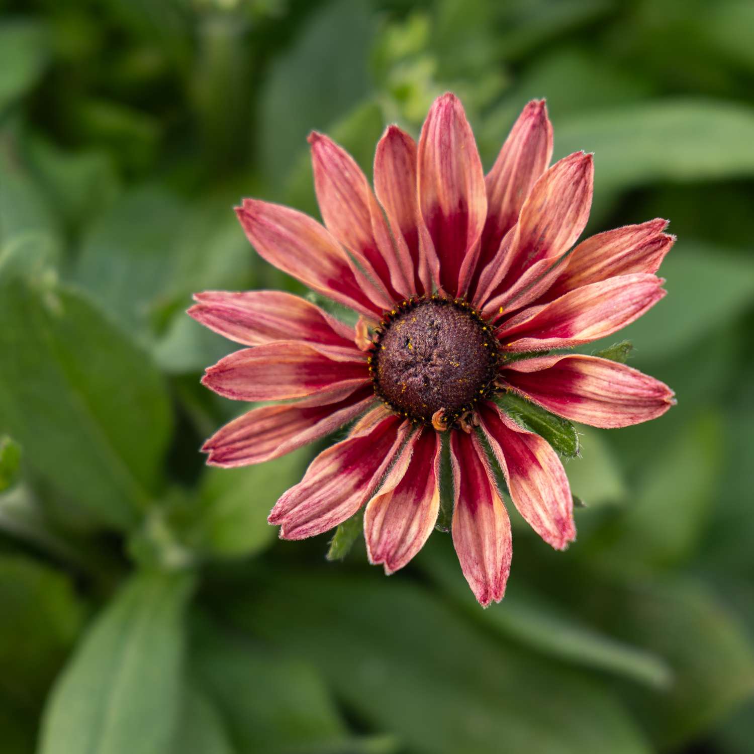 Rudbeckia 'Hirta Sahara' (graines)